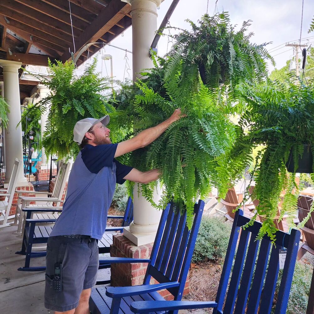 Artificial Boston Fern Set with UV Resistant Polyethylene and Realistic Fronds, 18 Ferns Pack
