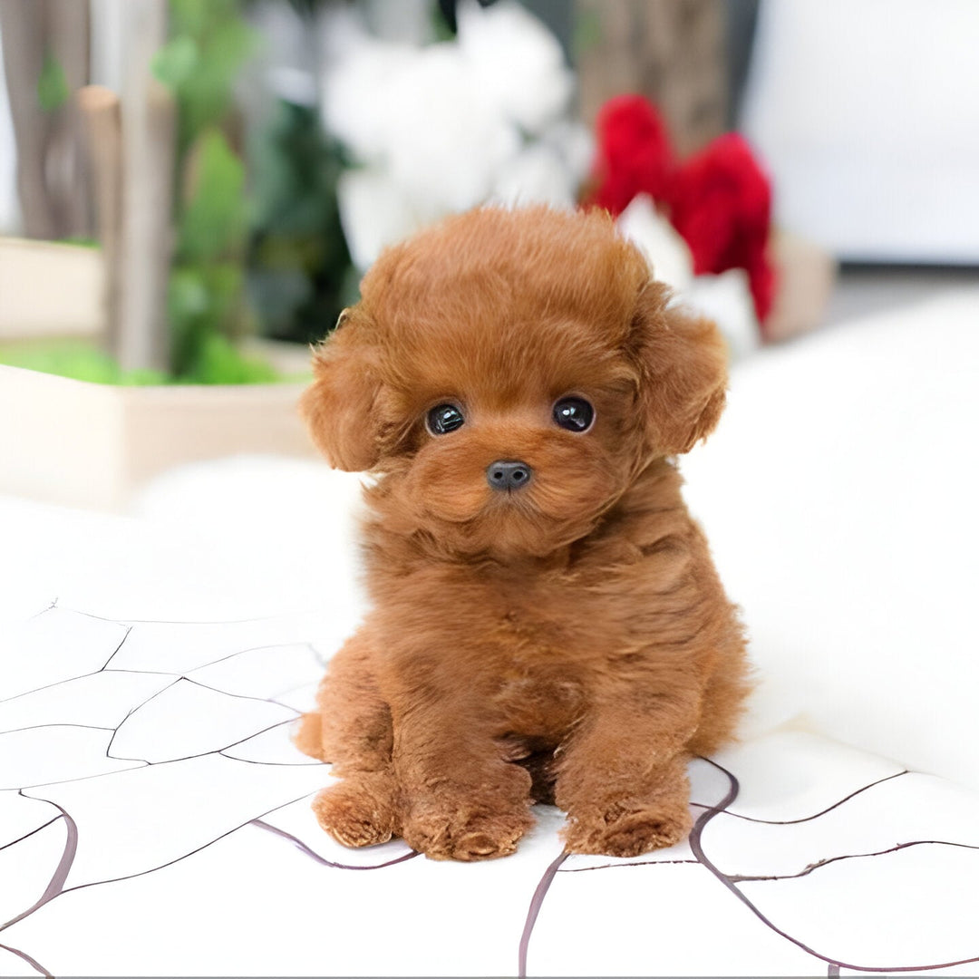 Realistic Teddy Dog Lucky Plush Puppy