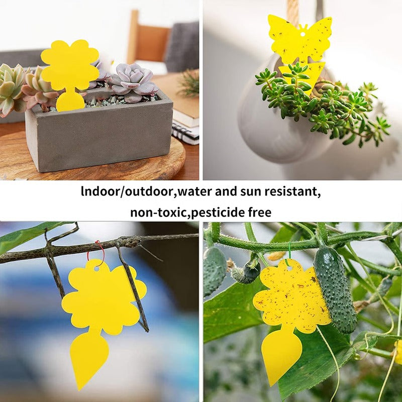 Indoor Fruit Fly and Fungus Gnat Catcher with Adhesive Surface