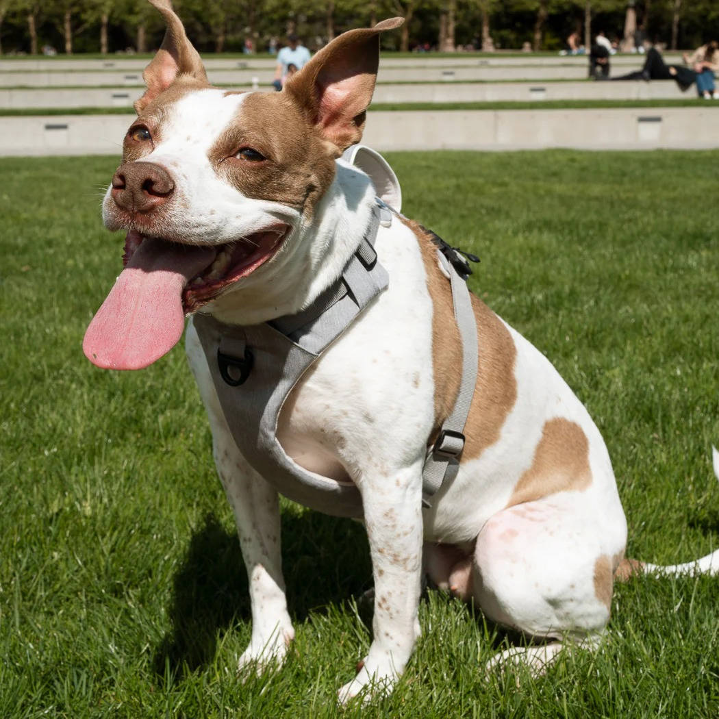 Magnetic Dog Harness, One Hand Clip, No Pull Design