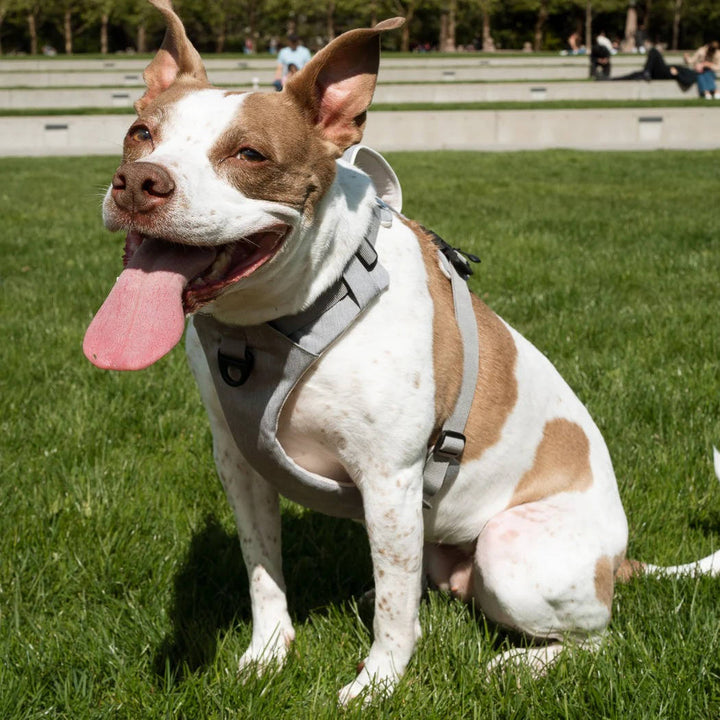 Magnetic Dog Harness, One Hand Clip, No Pull Design