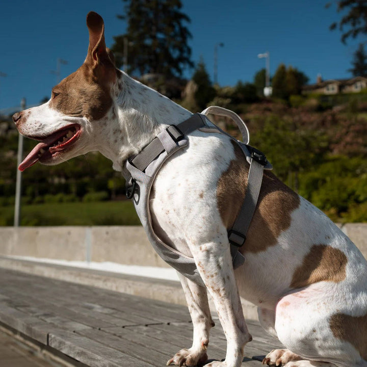 Magnetic Dog Harness, One Hand Clip, No Pull Design