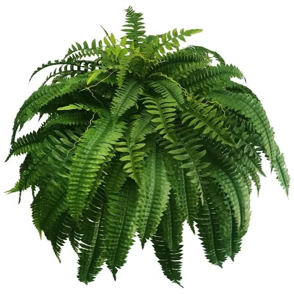 Artificial Boston Fern Set with UV Resistant Polyethylene and Realistic Fronds, 18 Ferns Pack