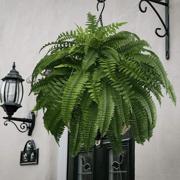 Artificial Boston Fern Set with UV Resistant Polyethylene and Realistic Fronds, 18 Ferns Pack